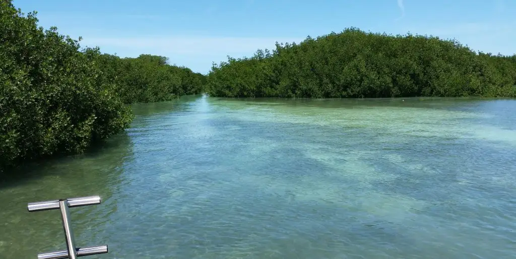 Tranquil shallow waters meeting natural tree lines in Lower Keys backcountry, perfect for intimate eco explorations