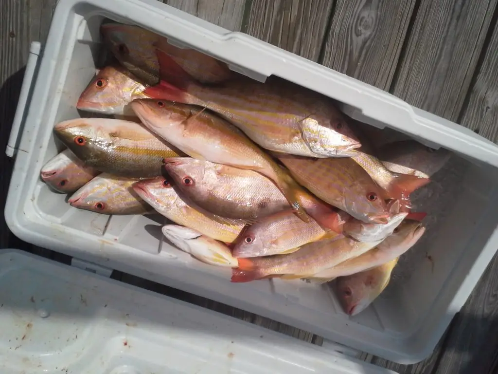 Well-stocked cooler displaying successful day's catch from Lower Keys charter fishing adventure