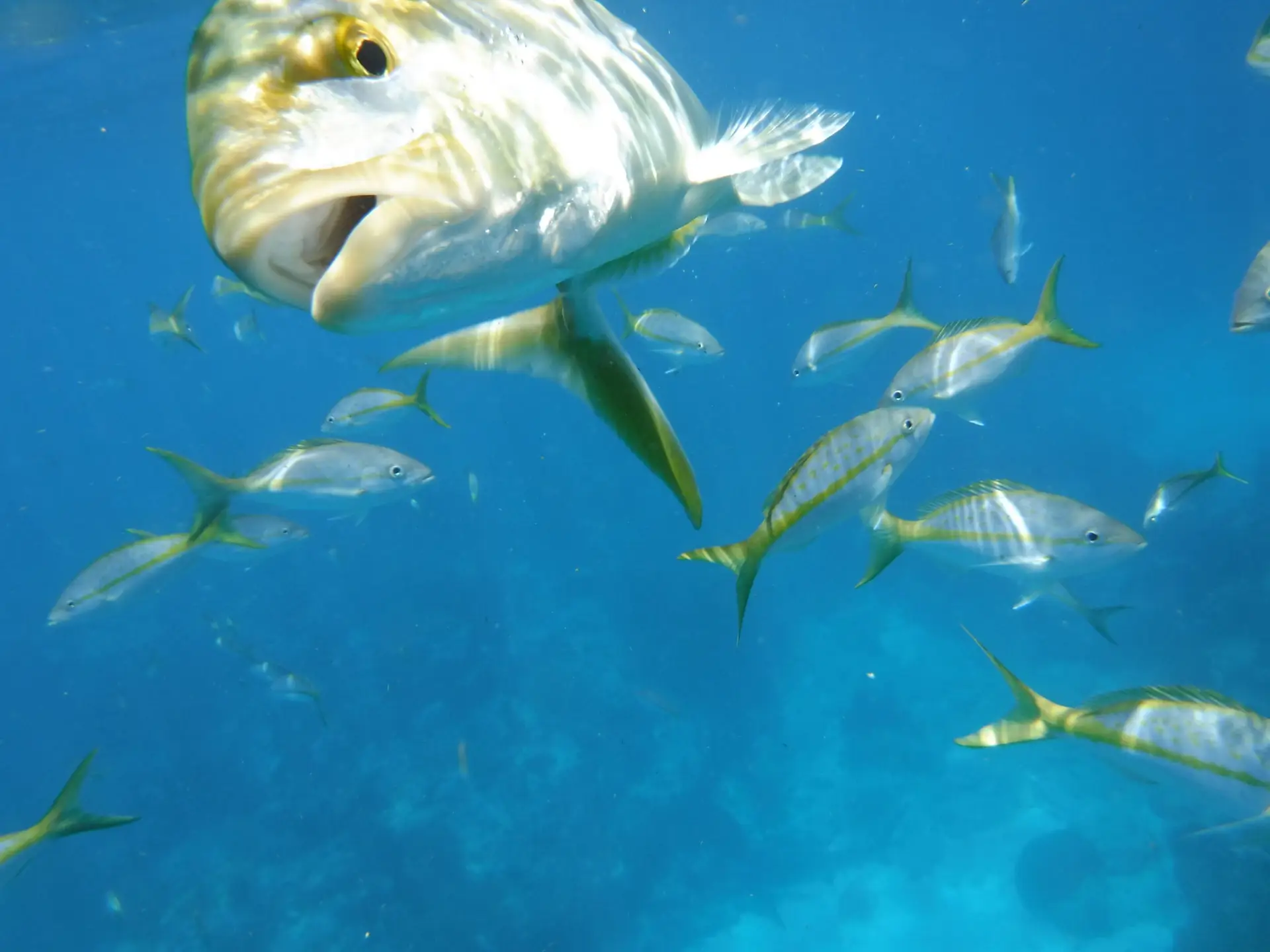 School of tropical fish with one fish curiously facing camera in crystal-clear Lower Keys waters