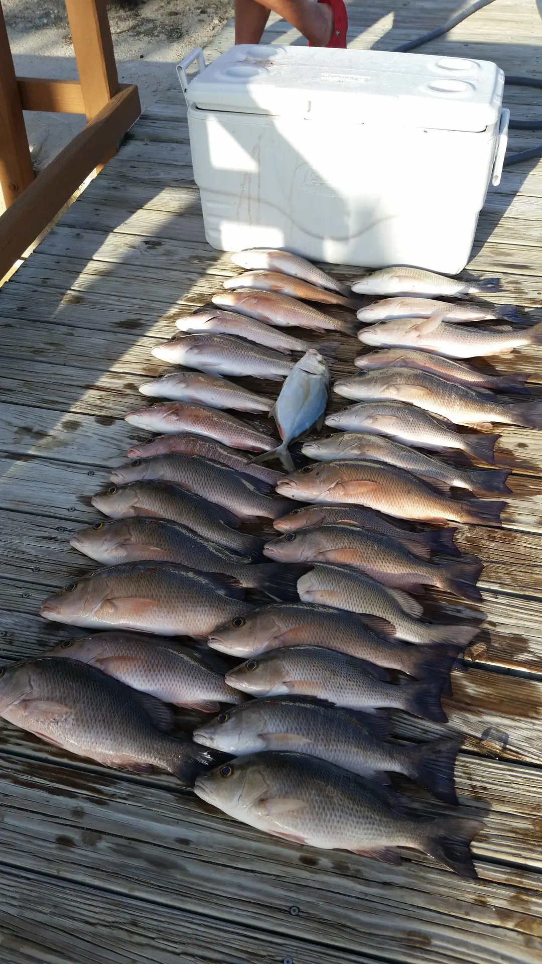 Multiple fish displayed on Summerland Key dock showcasing successful Lower Keys charter fishing