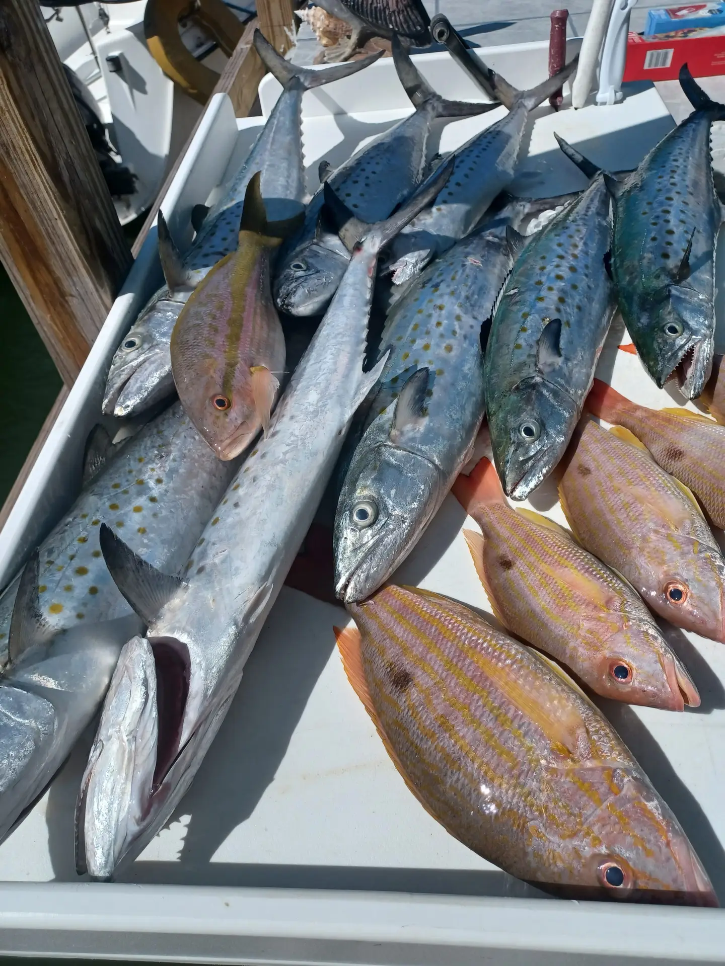 Multiple fish displayed on dock from past Lower Keys charter adventure