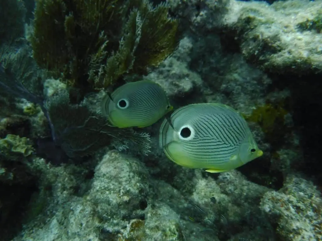 Foureye Butterflyfish - Lower Keys Snorkeling Discoveries Distinctive foureye butterflyfish swimming near coral in crystal-clear Lower Keys waters during guided snorkeling tour