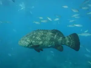 Side view of massive goliath grouper swimming in Lower Keys waters during private charter adventure