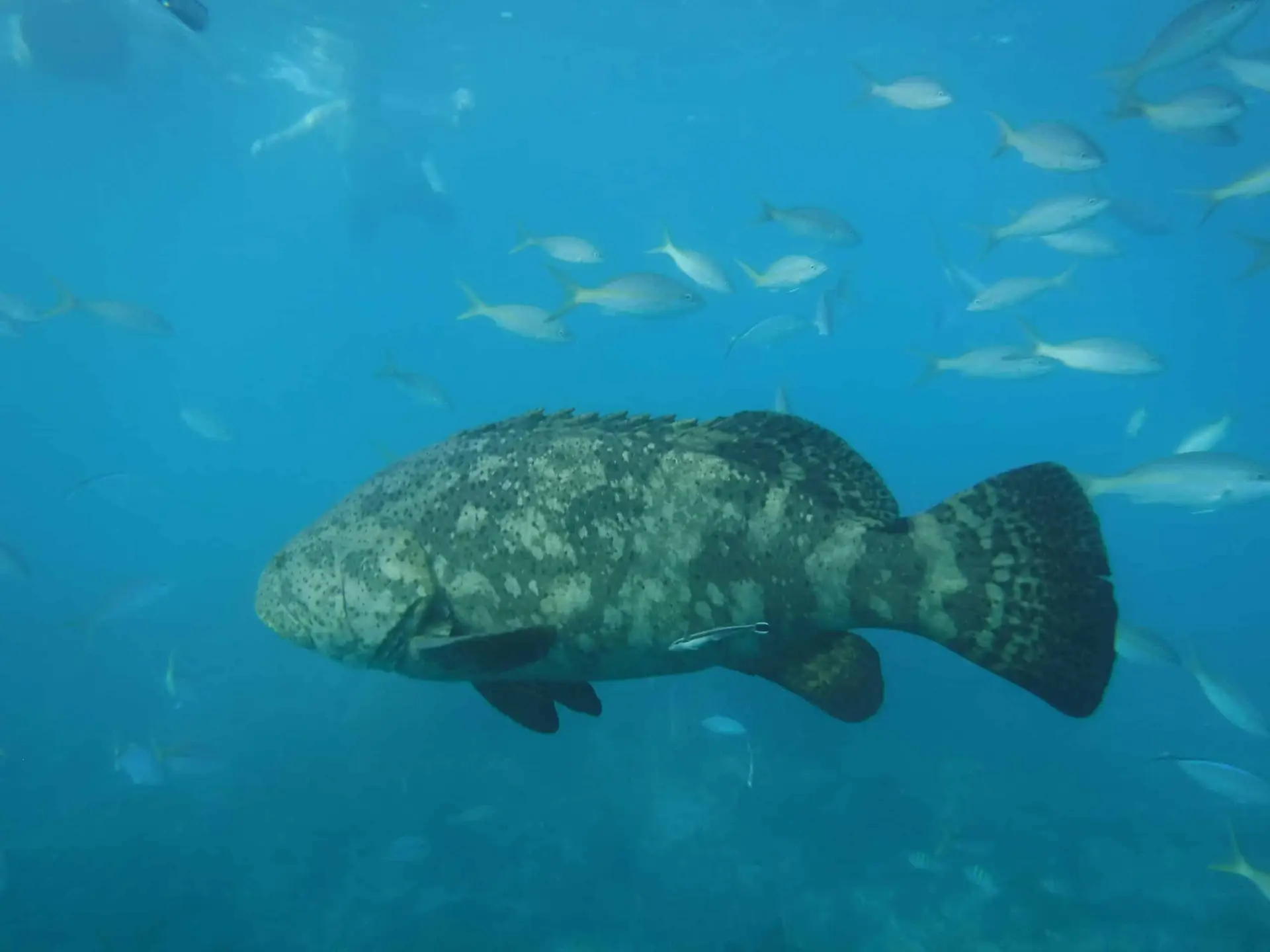 Side view of massive goliath grouper swimming in Lower Keys waters during private charter adventure