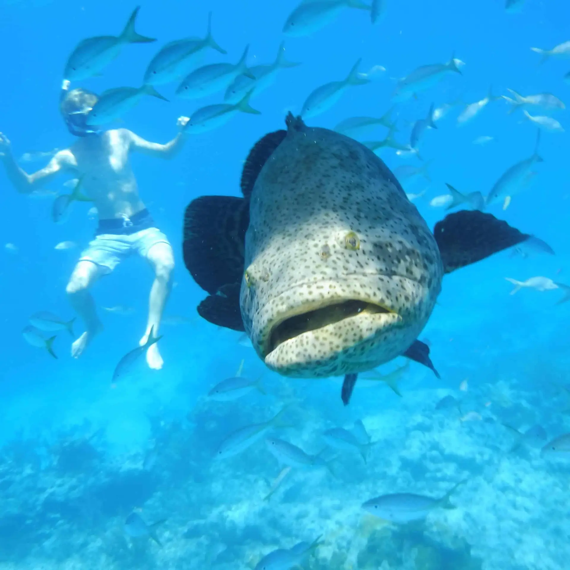 Grouper facing camera with school of fish and snorkeler in background at Looe Key Reef during private tour