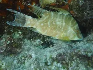 Vibrant hogfish swimming near coral in crystal-clear Lower Keys waters during guided snorkeling tour