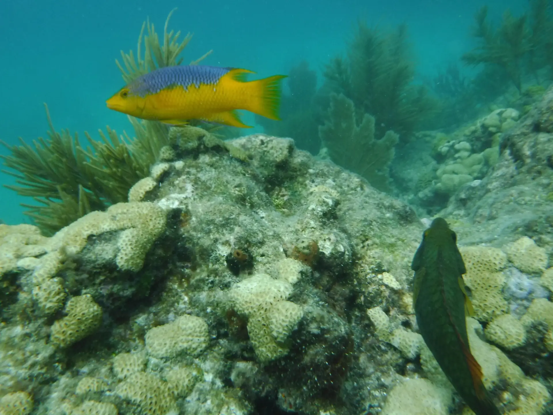 Vibrant reef formations with tropical fish swimming in crystal-clear Lower Keys waters during private snorkeling tour