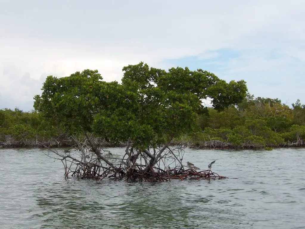 Small mangrove tree island with birds in crystal-clear Lower Keys waters during private eco tour