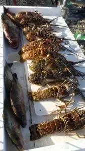 Fresh catch of fish and lobster laid out for cleaning after successful Lower Keys charter