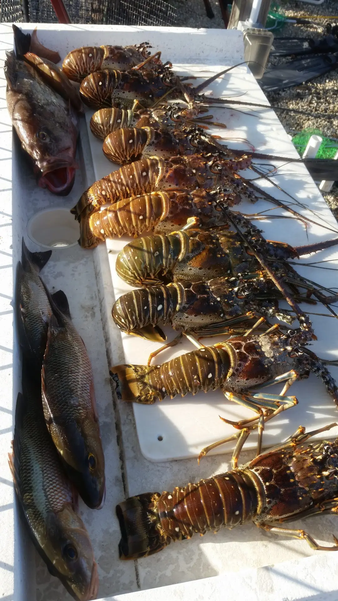 Fresh catch of fish and lobster laid out for cleaning after successful Lower Keys charter