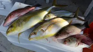 Variety of fish caught during successful Lower Keys charter from Summerland Key base