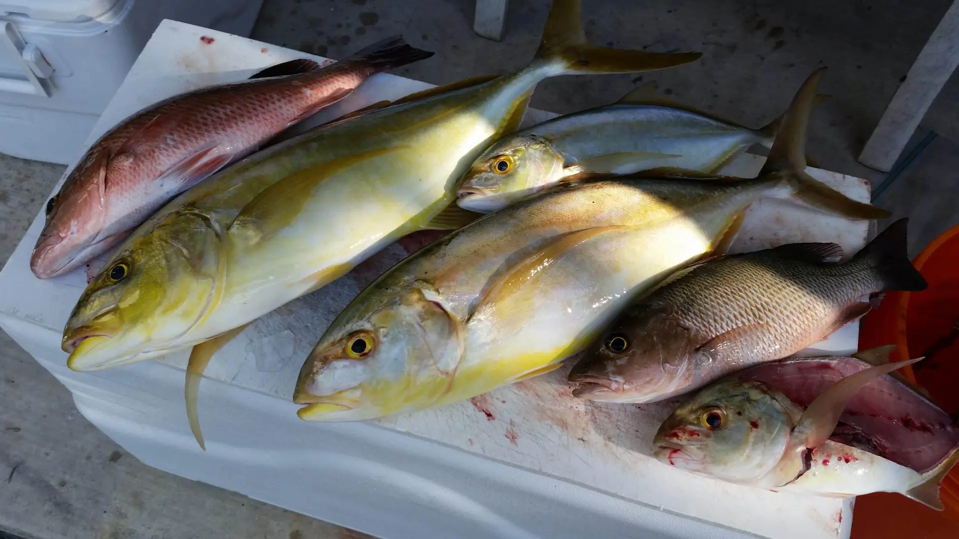 Variety of fish caught during successful Lower Keys charter from Summerland Key base