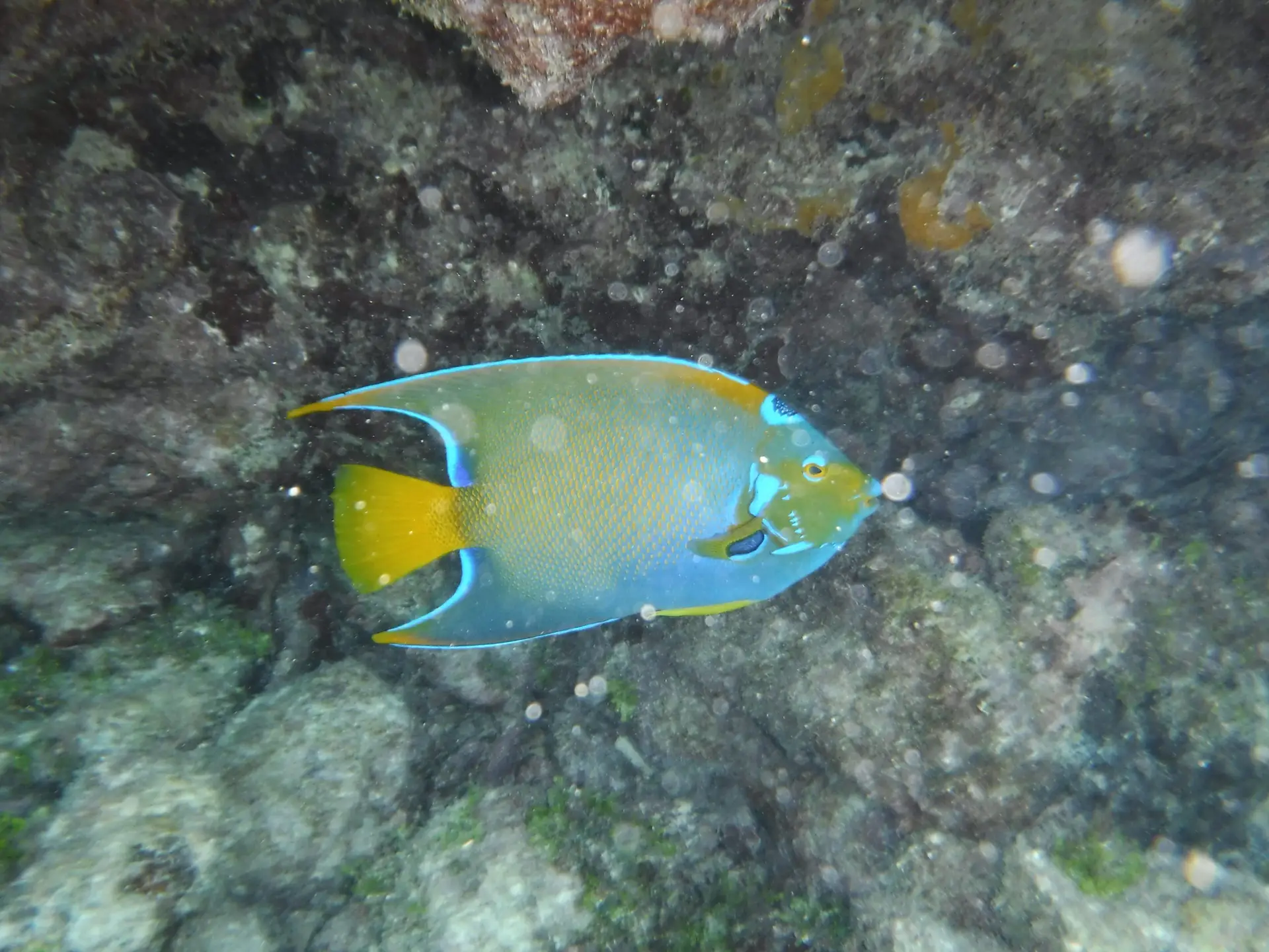Brilliantly colored neon fish swimming near reef formations in crystal-clear Lower Keys waters