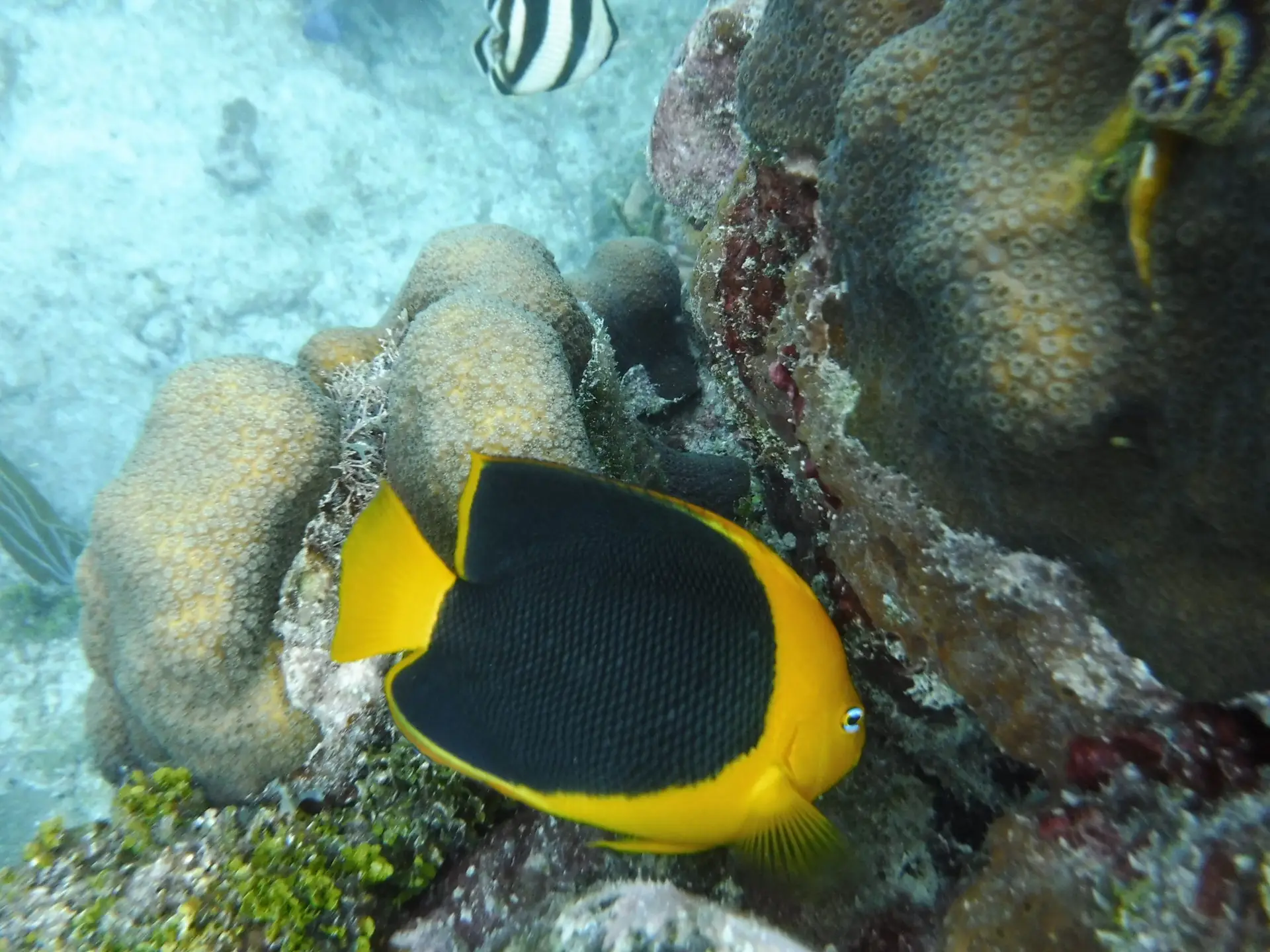 Pair of tropical fish swimming together near reef formations in crystal-clear Lower Keys waters