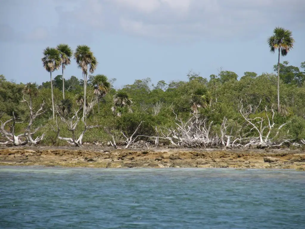 Palm trees lining rocky shoreline in Lower Keys with crystal-clear waters meeting the coast
