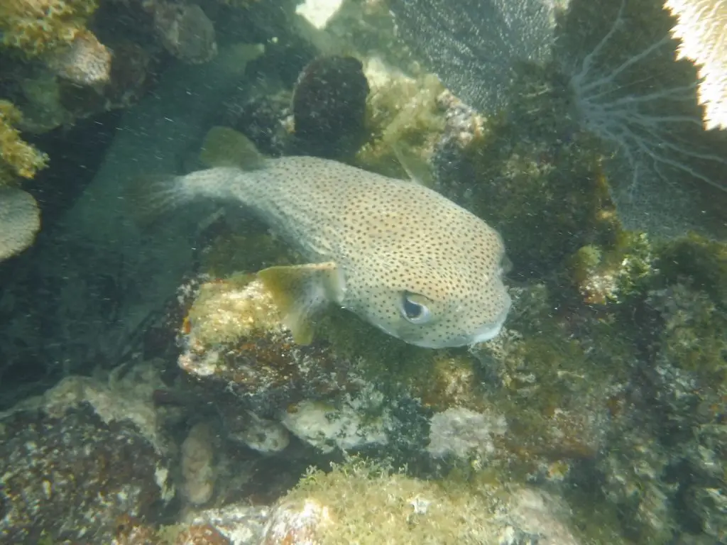 Distinctive porcupinefish swimming near coral in crystal-clear Lower Keys waters during guided snorkeling tour