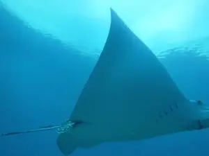 Unique view of ray's underside gliding through crystal-clear Lower Keys waters during private tour