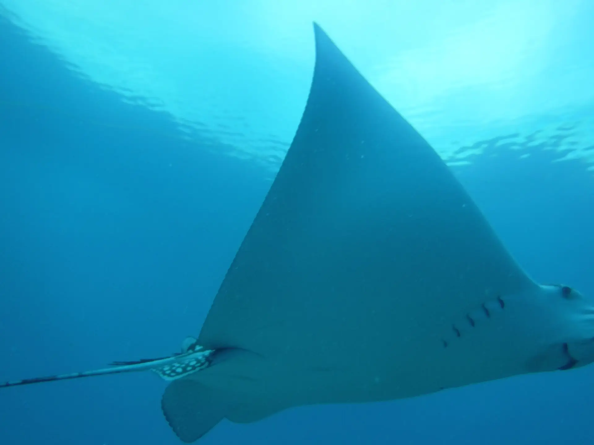 Unique view of ray's underside gliding through crystal-clear Lower Keys waters during private tour
