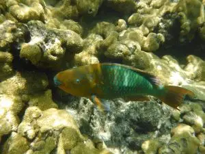 Tropical fish prominently displayed in foreground with vibrant Looe Key Reef formations behind in crystal-clear waters
