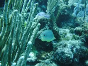 Tropical fish swimming near vibrant reef formations in crystal-clear Lower Keys waters