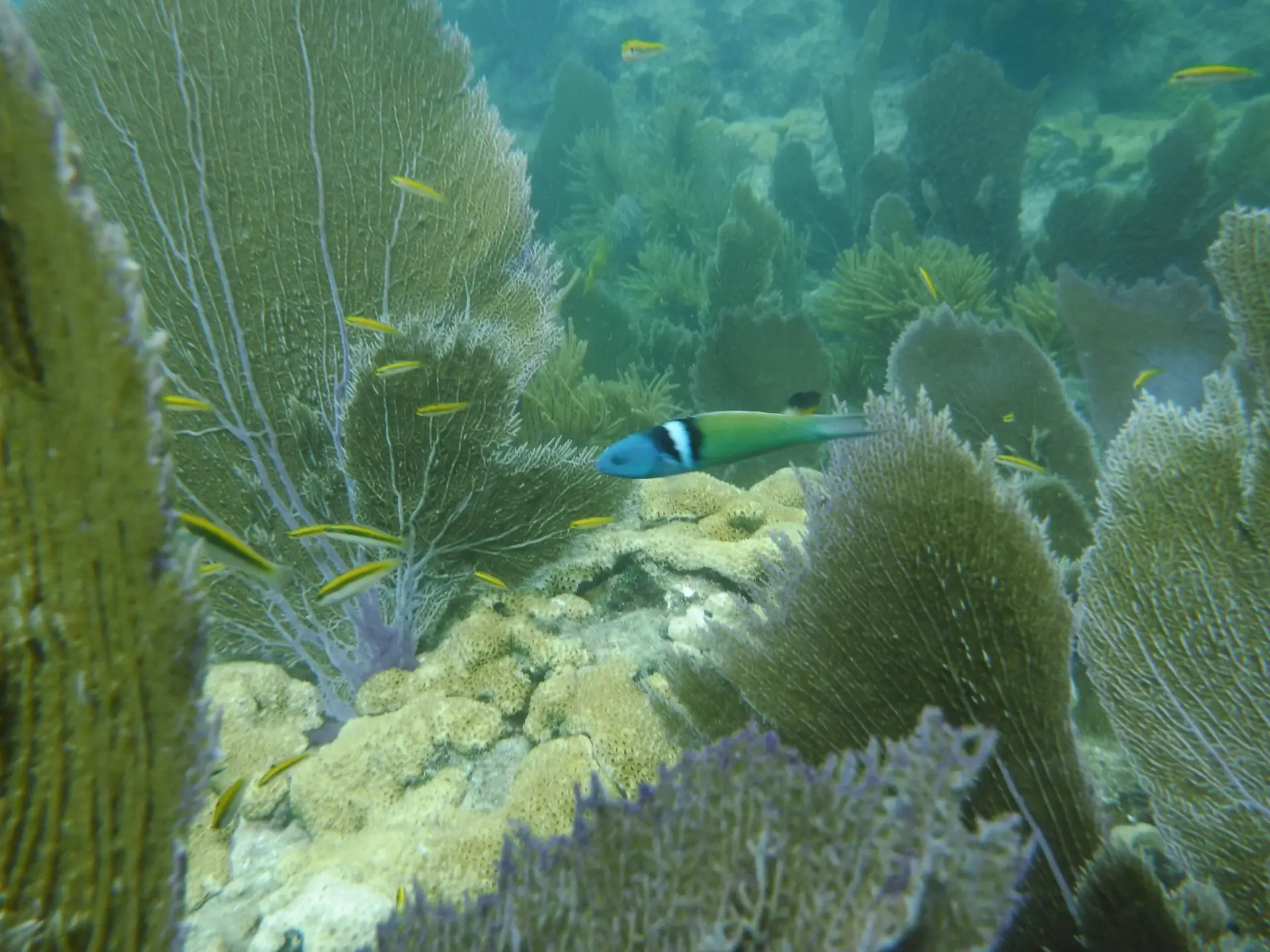 Tropical fish swimming near vibrant reef formations in crystal-clear waters at Looe Key Reef