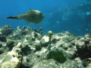 Fish swimming through crystal-clear waters at Looe Key Reef during private snorkeling tour