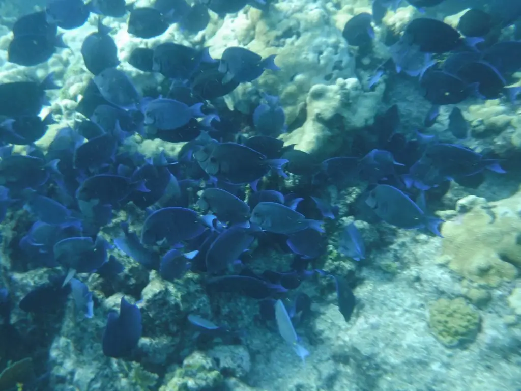 Dancing Schools of Fish - Looe Key Reef Snorkeling Tours School of tropical fish hovering near vibrant reef formations in crystal-clear waters at Looe Key Reef