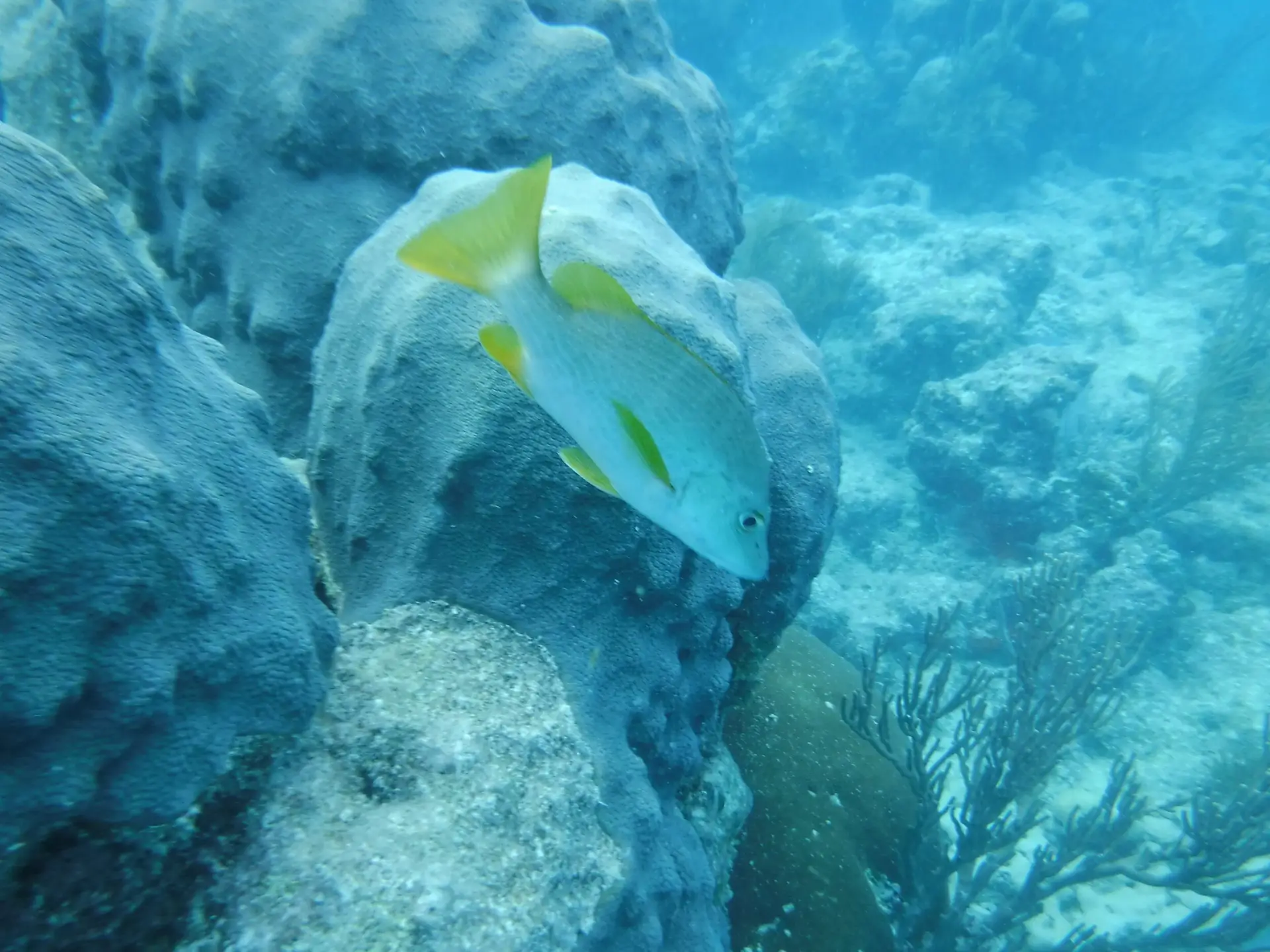Tropical fish swimming near vibrant reef formations in crystal-clear Lower Keys waters