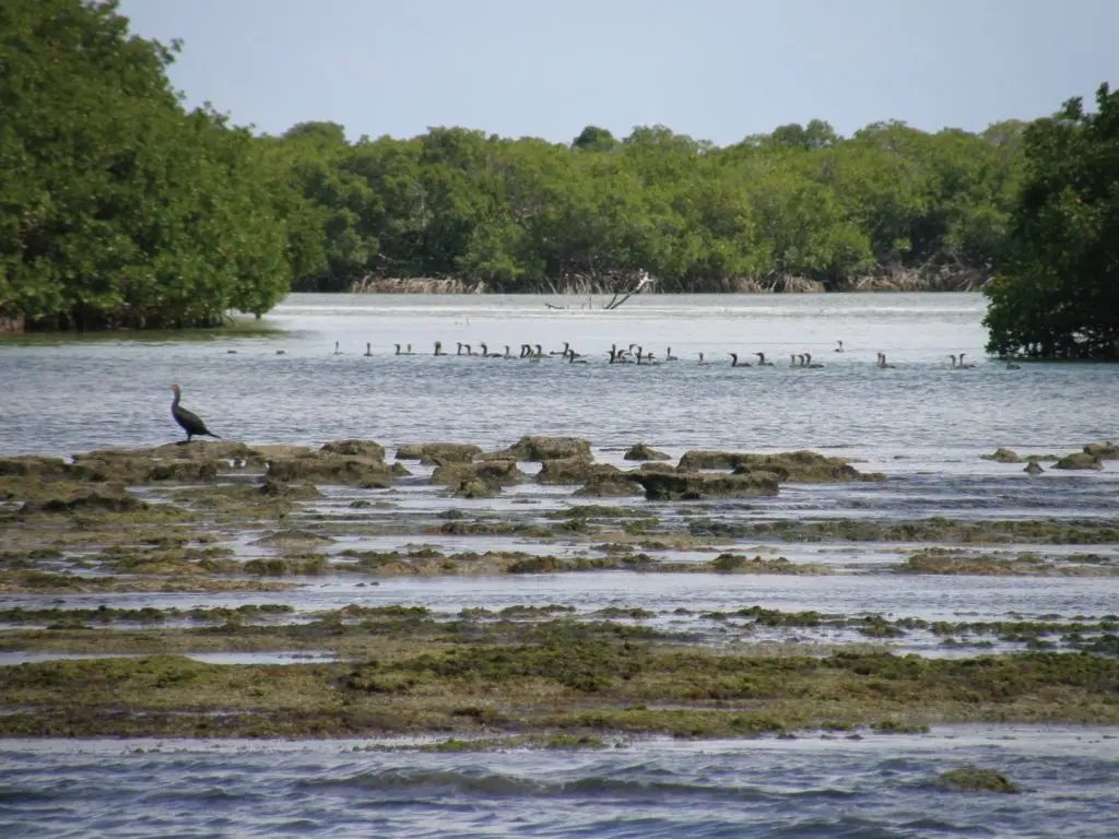Wading birds in crystal-clear shallow waters with mangrove trees creating natural backdrop in Lower Keys